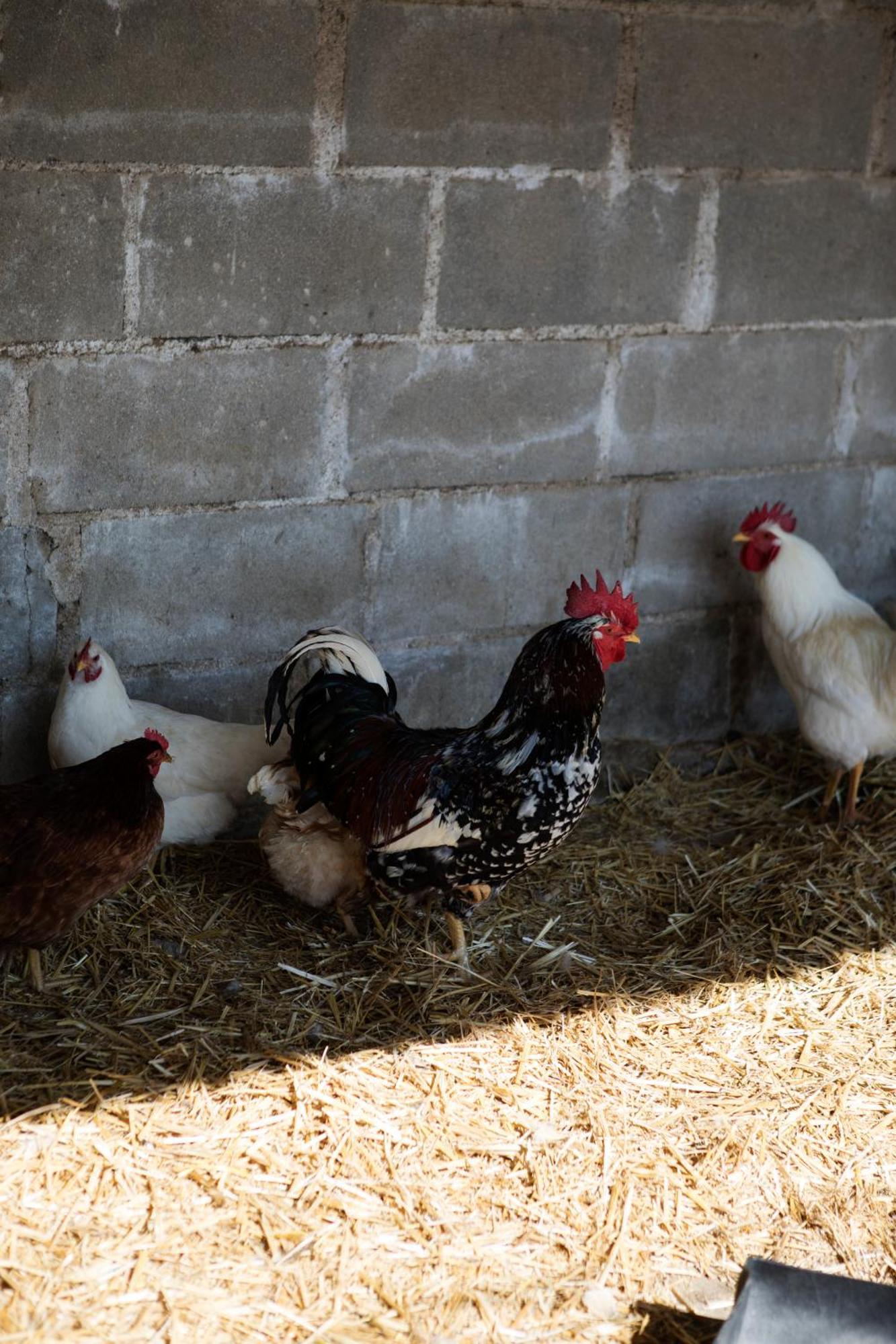 Villa Rustfontein Guest Farm And Venue Malmesbury